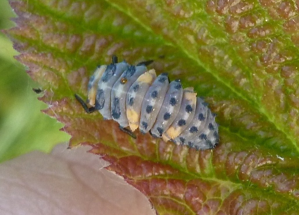 Larva di Coccinella septempunctata